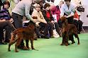 Crufts2010 1011